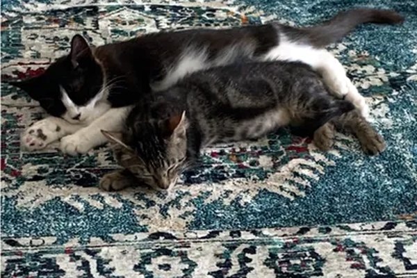 Rahma and Kader, two cats asleep on a rug